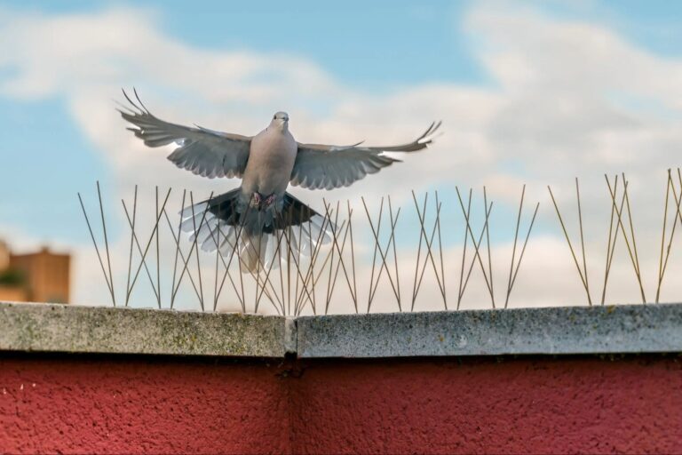 Bird Spike Installation Services